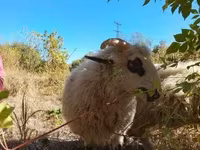 Kos, Racka sheep — 3. fotó