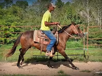 Бие, Standardbred — 4-сурет