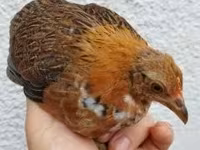 Chickens — photo 3