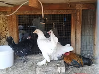 Chickens — 1. fotó