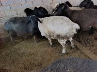 Schaf, Schafe — Foto 3