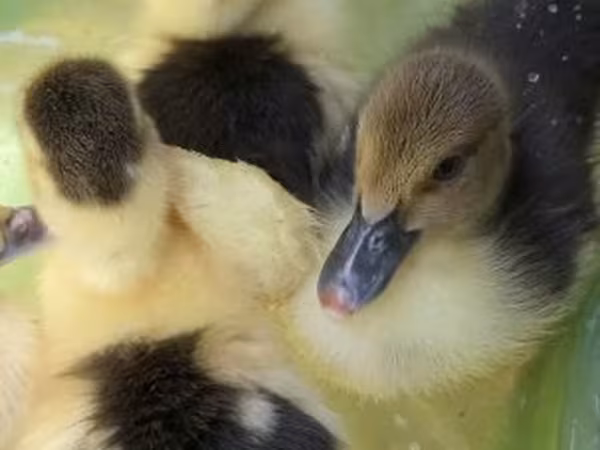 Ducks — Magyarország