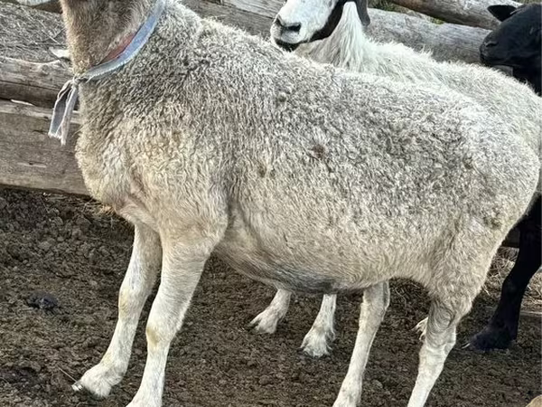 Schaf, Schafe