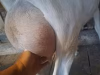 母山羊, Saanen goat — 照片 2