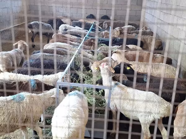 Kos, Juhok