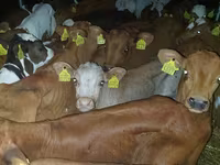 Bika, Simmental cattle — 2. fotó