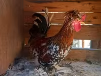 Chickens — foto 7