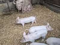 母猪, Pigs — 照片 2