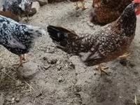 Chickens — 照片 5
