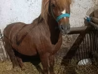 公马, Horses — 照片 4