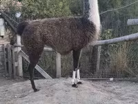 Camela, Camelos — foto 1