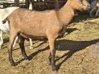 Cabras (lote, sexo no especificado), Alpine goat — foto 6