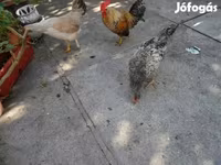 Japanisches Bantam — Foto 1