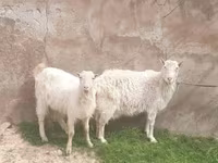 Chèvre, Russian White goat — photo 1