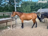 Yegua, Nonius horse — foto 3