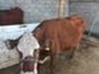 Cow, Latvian Blue cattle — photo 7