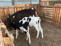 Toro, Russian Black pied cattle — foto 1
