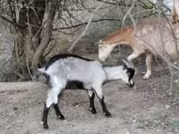 Cabra, Cabras — foto 2