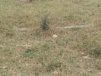 Cabras (lote, sexo no especificado), Cabras — foto 6