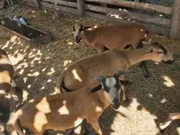 Kos, Cameroon sheep — 6. fotó