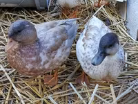 Ducks — photo 4