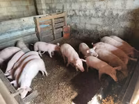 Pigs (batch, sex not specified), Pigs — photo 4