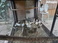 Dutch Bantam — photo 1