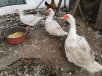 Ducks — photo 3