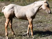 घोड़ा, Quarter Horse — फ़ोटो 4