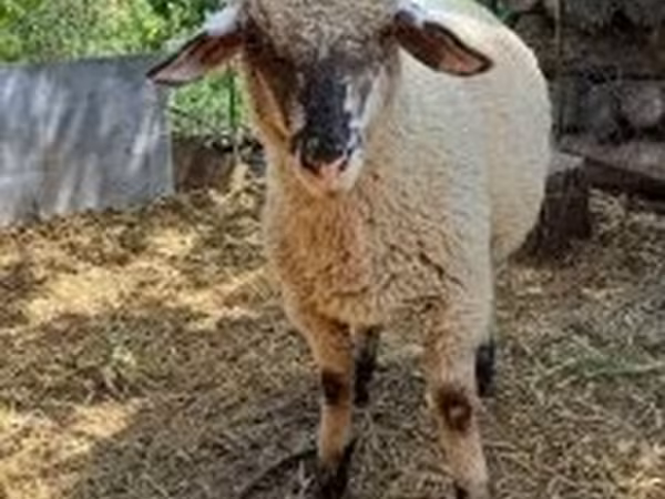 Kos, White Suffolk sheep — Magyarország
