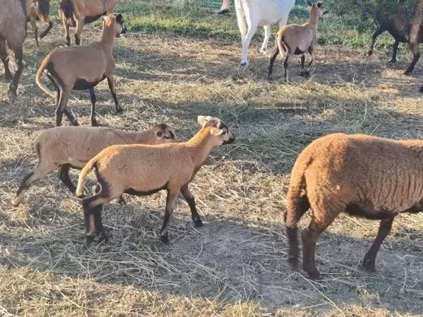 公羊, Cameroon sheep