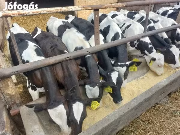 Bika, Holstein fajta — Magyarország