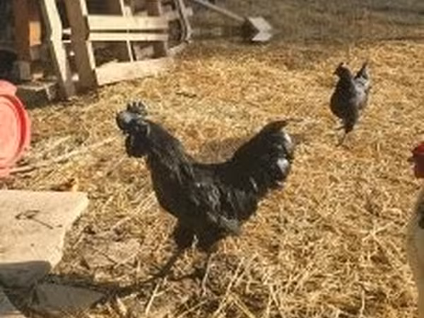 Ayam Cemani