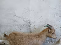 Nőstény kecske, Saanen goat — 1. fotó