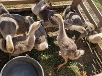 Geese — photo 1