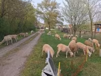 母羊, Sheep — 照片 3