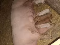 Säue, Schweine — Foto 2