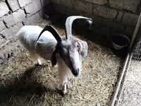 Koza, Kozy — foto 1