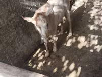 Cabras (lote, sexo no especificado), Cabras — foto 8