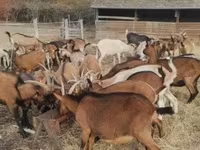 बकरी, Alpine goat — फ़ोटो 3