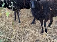 Schaf, Racka sheep — Foto 6