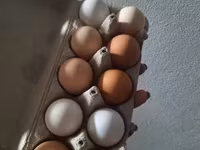 Chickens — photo 2