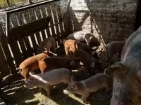 Sow, Pigs — photo 1