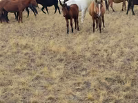 Caballos (lote, sexo no especificado), Caballos — foto 4