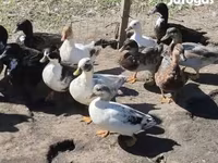 Ducks — الصورة 2