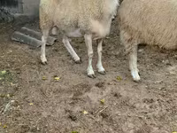 Widder, Assaf sheep — Foto 2