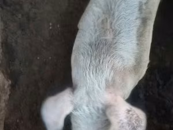 Pigs (batch, sex not specified), Pigs — Hungary