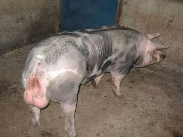 Boar, Pigs