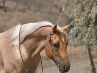 Hengst, Quarter Horse — Foto 8