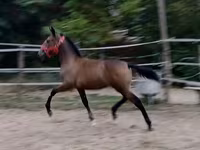 母马, Lipizzaner — 照片 1